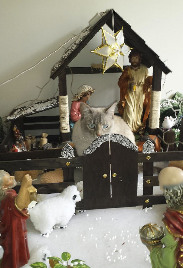Huge Sheep In The Nativity Scene At Our House