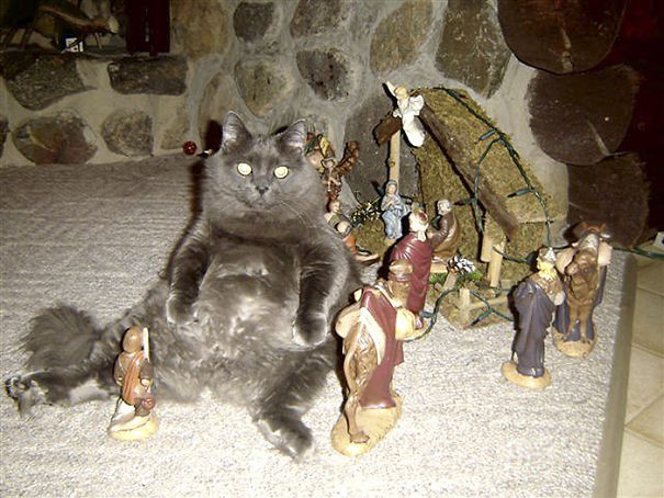 There Was A Cat In The Manger With Baby Jesus...