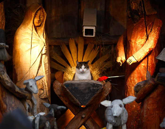 40 Times Cats Hilariously Crashed Nativity Scenes