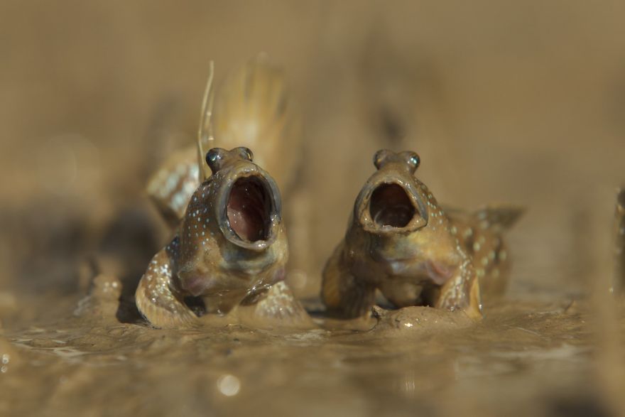 Highly Commended “Mudskippers Got Talent” By Daniel Trim