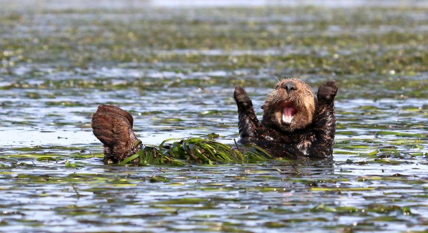 Highly Commended “Cheering-Sea-Otter” By Penny Palmer