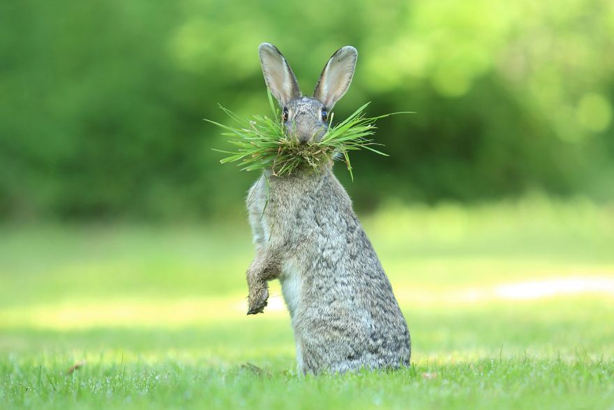 Highly Commended “Eh What’s Up Doc?” By Olivier Colle