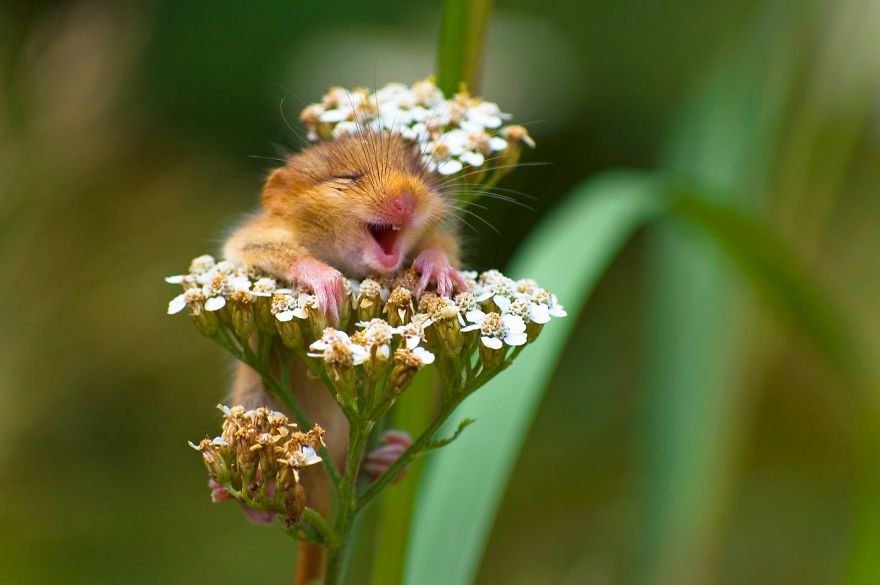 Winner Of The Alex Walker’s Serian On The Land Category “The Laughing Dormouse” By Andrea Zampatti