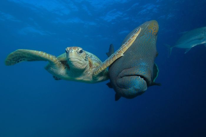 Ganador de la categoría Bajo el mar: "Bofetada", Troy Maine