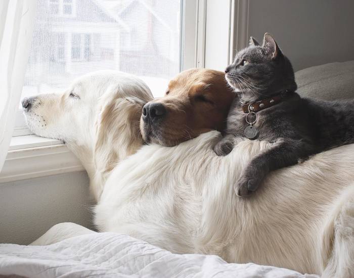 Meet Three Best Friends – Two Dogs And A Cat Who Love Doing Everything Together