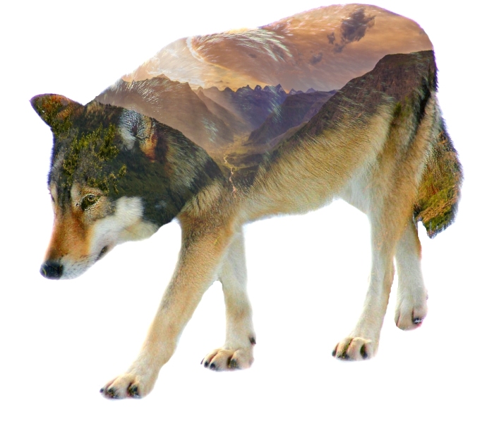 I Use Double Exposure To Create A Series That Merge Wildlife With Landscapes