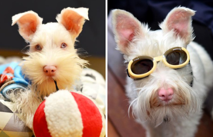Albino Puppy Wears Special Sunglasses For Protection To Survive