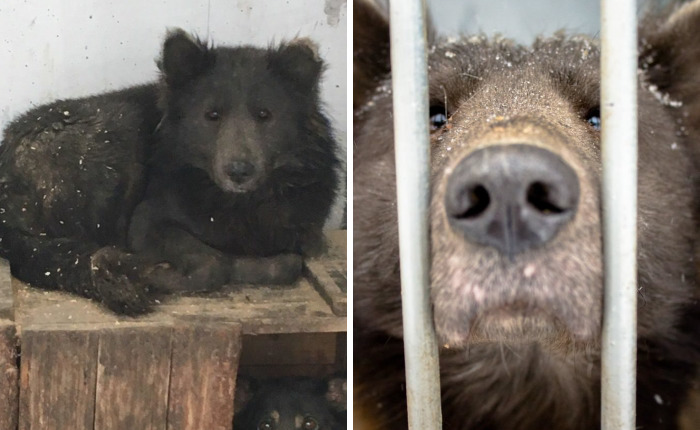 An Orphanage In Russia Is Looking For A Home For A Bear Dog And You Will Surely Want To Adopt It