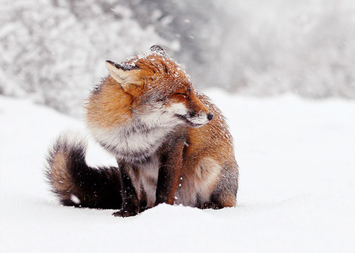 Photographer Documents Stunning Wild Foxes Enjoying The Snow