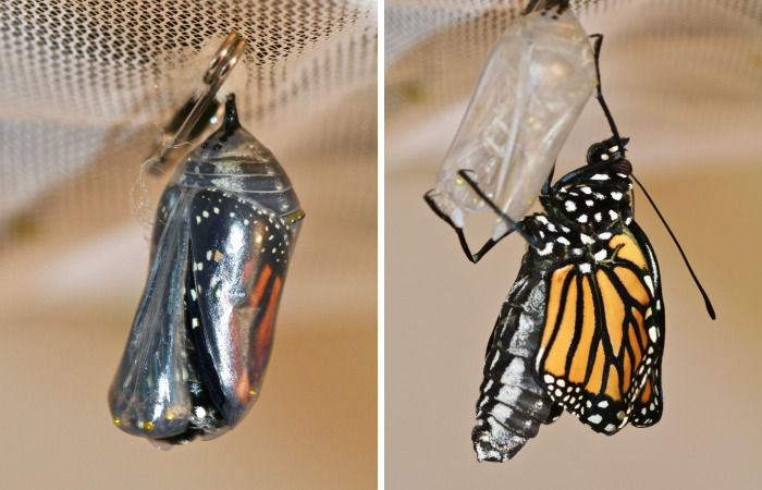Monarchs Butterflies: A Cycle Of Life