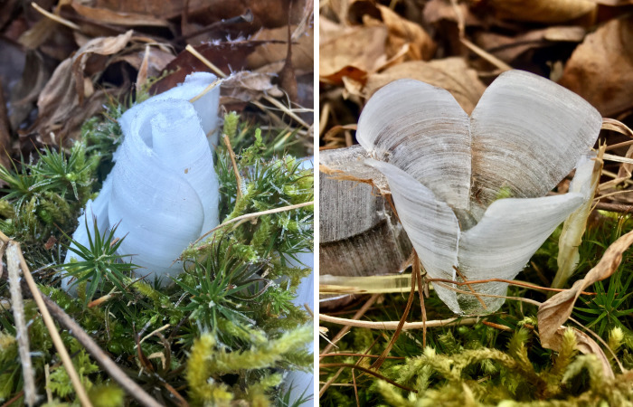 Elsa, Eat Your Heart Out! These Frost Flowers Are Real Material For A Frozen Fantasy