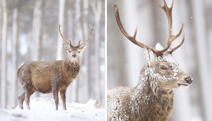 The Magnificent Deer Of Scotland In Winter By John Betts