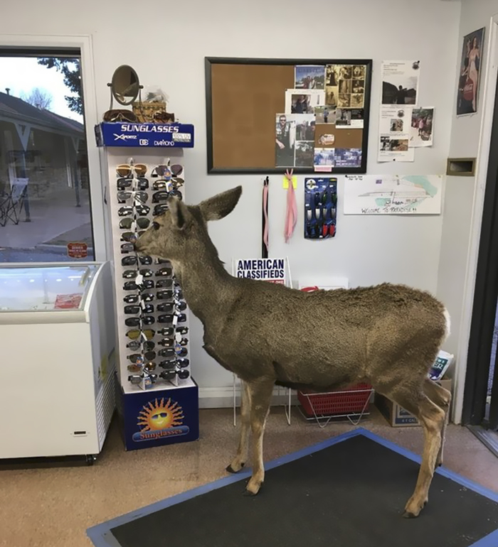 Deer Walks Into Store To Check Their Goods, Coмes Back Later With Her Kids | Bored Panda
