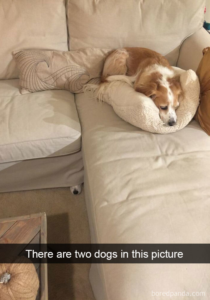 Dogs-Funny-Snapchats
