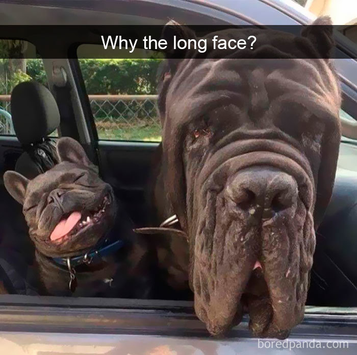 Funny Dog Snap