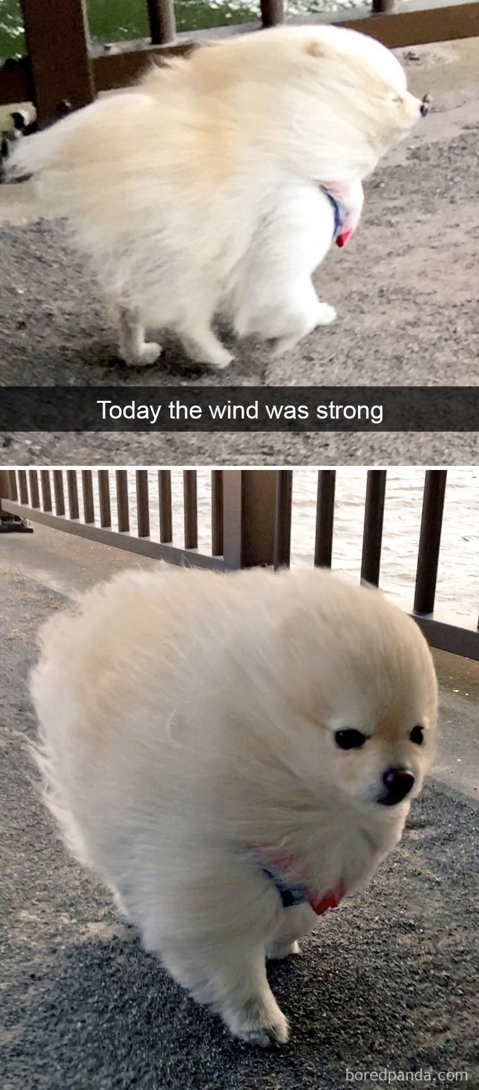 191 Hilarious Dog Snapchats That Are Impawsible Not To ...
