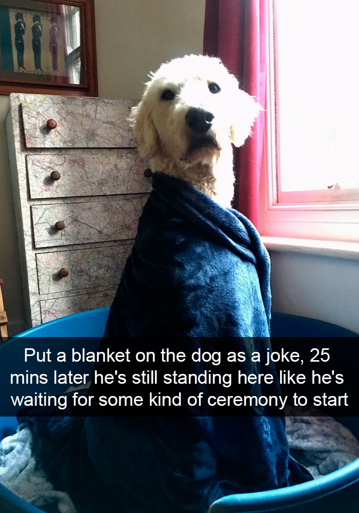 Dogs-Funny-Snapchats