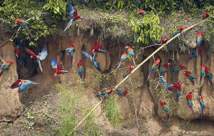 Green Winged Macaws On Claylick
