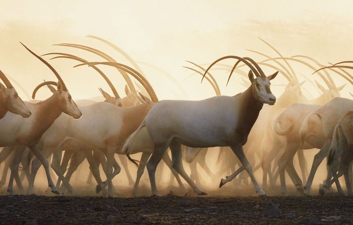 Scimitar Oryx's
