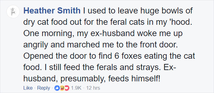 Woman Finds Fox Sleeping In Her Cat’s Bed, Gets Surprised By The Way It Acts