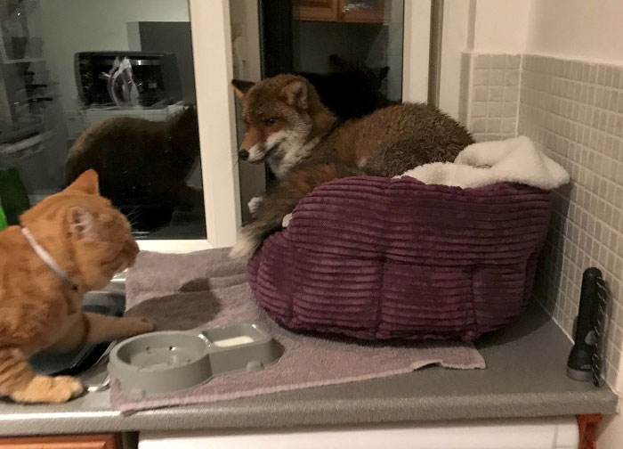 Woman Finds Fox Sleeping In Her Cat’s Bed, Gets Surprised By The Way It Acts