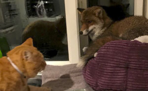Una mujer encuentra a un zorro durmiendo en la cama de su gato, se sorprende por cómo actúa