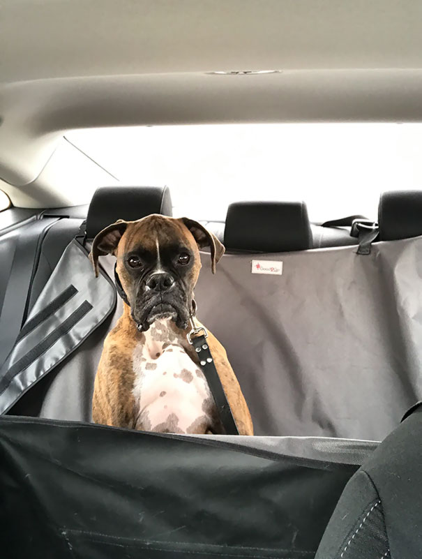 58 Pets Who Just Came Back From The Vet, And Their Expressions Say It All |  Bored Panda