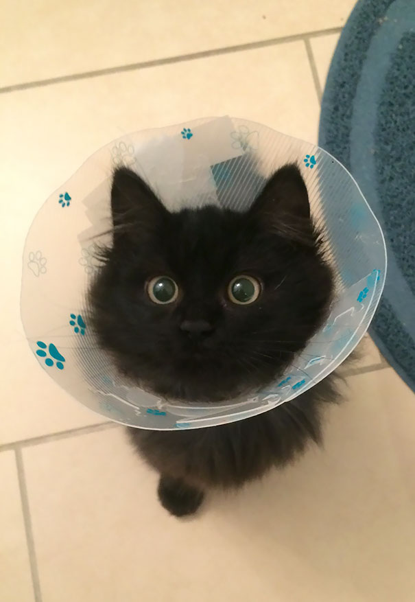 Just Got Back From The Vet
