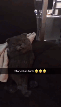 Kitty Came Back From The Vet Trippin Balls