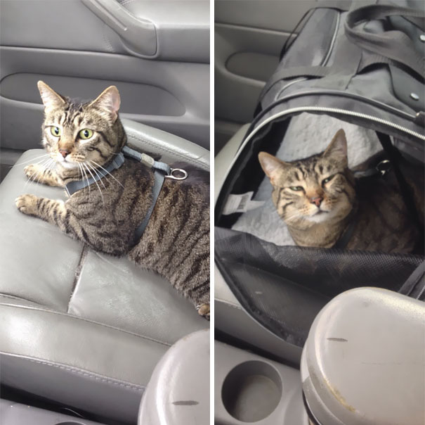 Took Porkchop To The Vet Today. This Was The Before And After Pics. This Was The Look I Got The Entire Ride Home