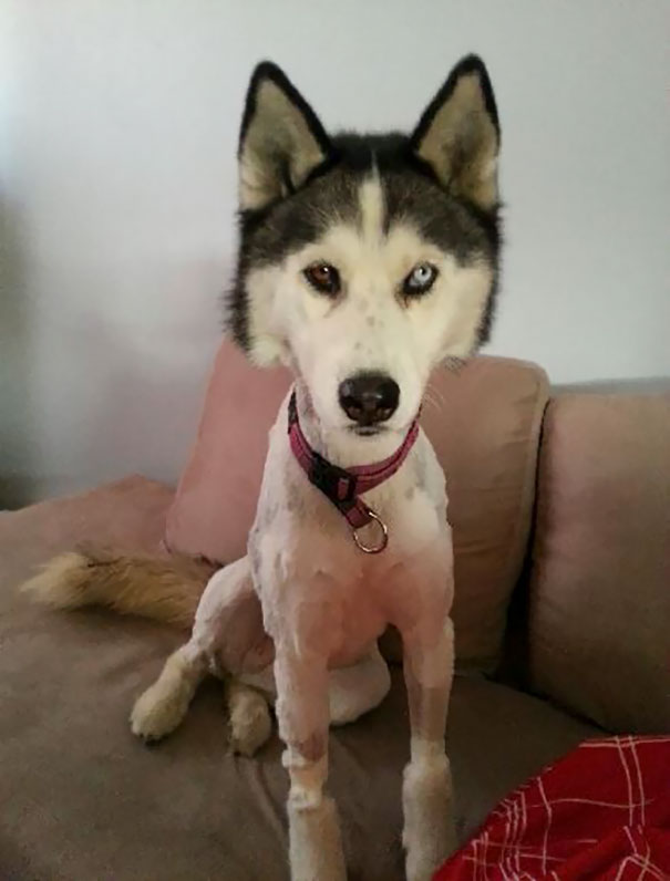 My Friends Husky After The 3rd Time She Had To Be Shaved Down For A Tick. She Refuses To Take The Vets Treats Now