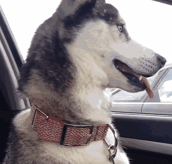 When He Takes You To The Vet Instead Of The Park