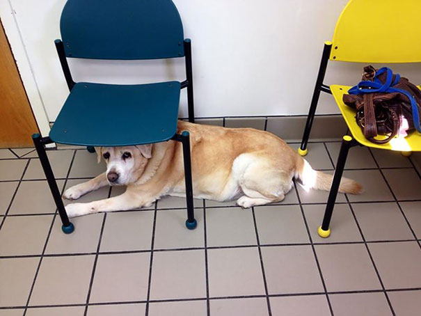 My Dog Is A Little Scared Of The Vet