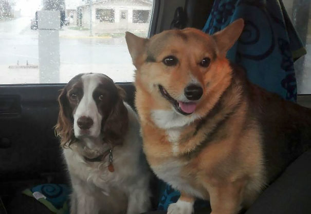 My Dogs Have Mixed Feelings About Going To The Vet