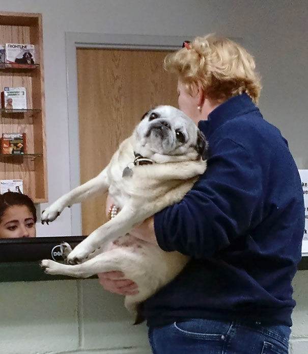 The Best Dog Was At The Vet This Evening