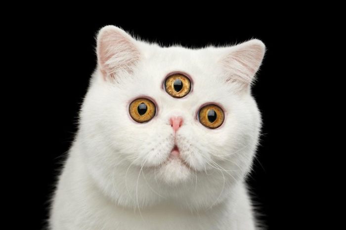 Three-Eyed Cat