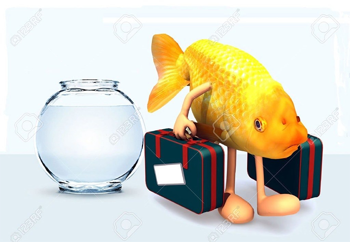 A goldfish with suitcases in its hands moves out from the ball aquarium