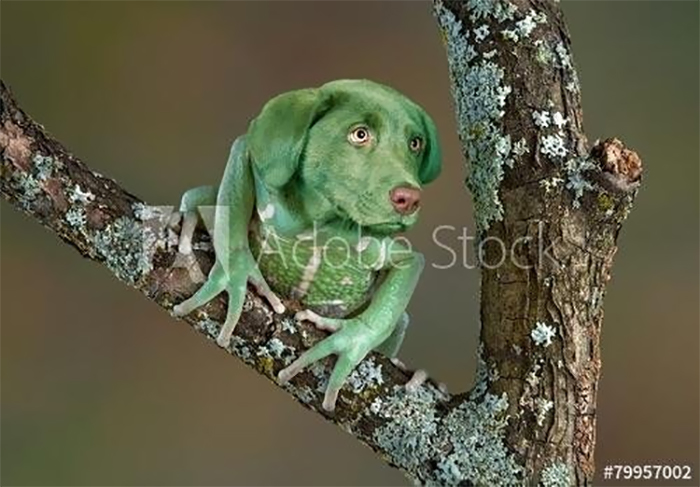 Green frog dog sitting on a tree branch