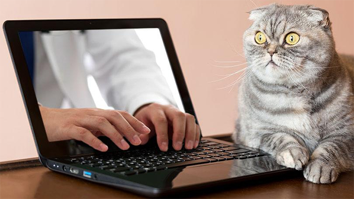 Guy Reaches Through Computer Screen And Types Backwards While A Surprised Cat Looks Off Into The Distance