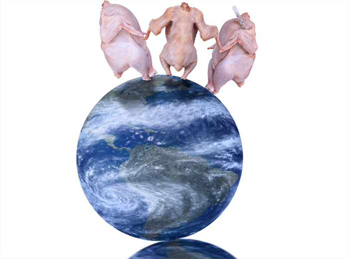 Three chicken broilers standing on Earth