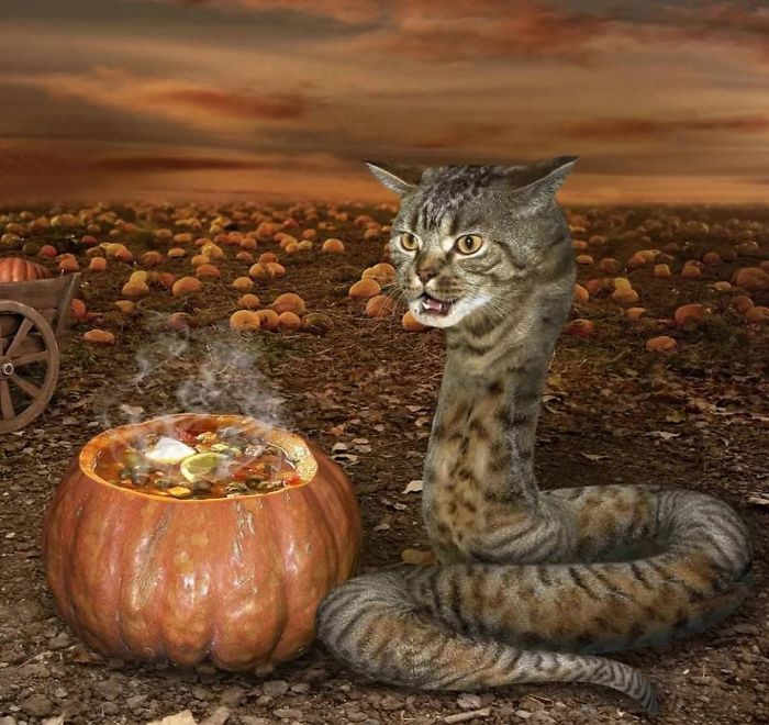 Cat snake and pumpkin with magical potion in dramatic field with pumpkins