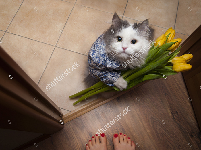 A cat with yellow tulip bouqet near door