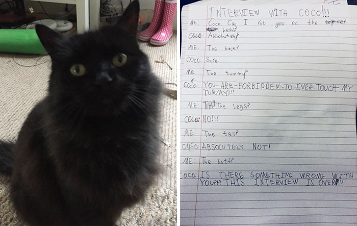 Little Girl Did An Interview With Her Cat And Someone Suggested It Should Be Illustrated, So We Did