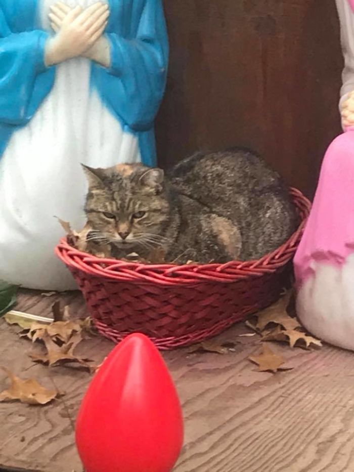 Everyone Can't Stop Laughing After This Grumpy Cat Crashed A Nativity Scene In NYC