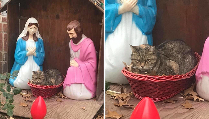 Everyone Can’t Stop Laughing After This Grumpy Cat Crashed A Nativity Scene In NYC