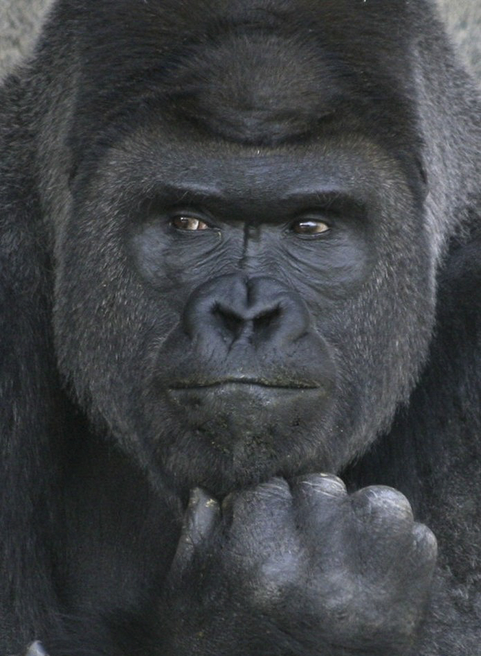 People Are Comparing This Ridiculously Photogenic Gorilla To George Clooney And We Can’t Handle It
