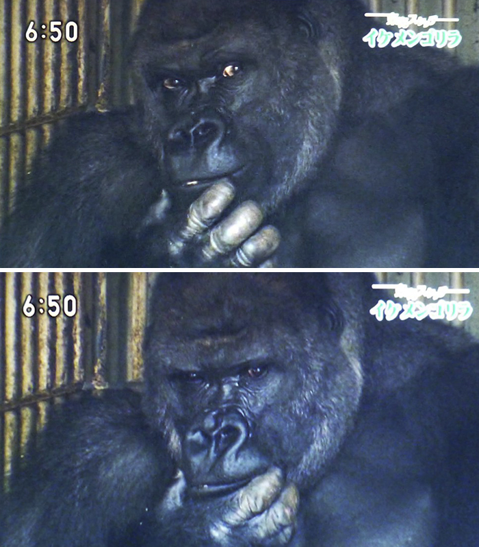 People Are Comparing This Ridiculously Photogenic Gorilla To George Clooney And We Can’t Handle It