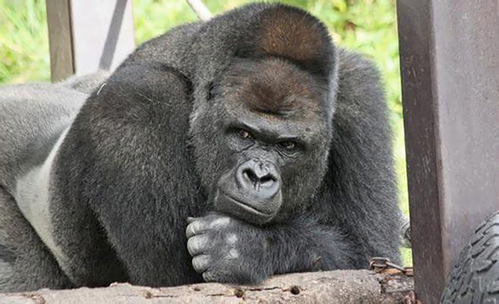 https://static.boredpanda.com/blog/wp-content/uploads/2017/12/handsome-gorilla-shabani-5a439cdbce2a3__700.jpg