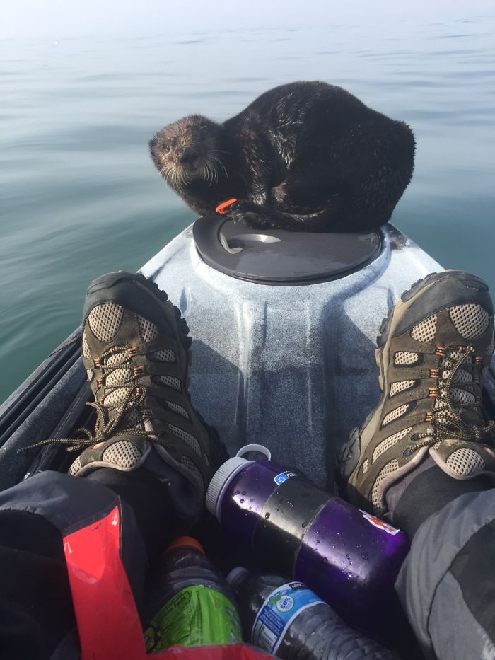 Remando en la bahía de Monterey y este amigo necesitaba que le llevaran