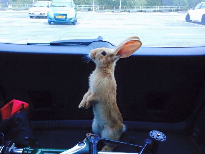 Travelling Bunny
